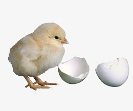 破壳而出的鸡