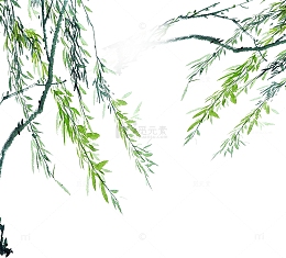 柳树