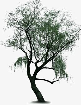河边垂柳