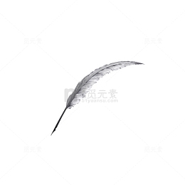 淡灰色羽毛