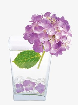 紫色绣球花