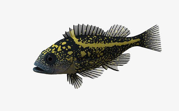海底动物鱼 黄色斑点鱼