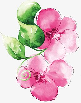 水粉花朵高清免扣素材