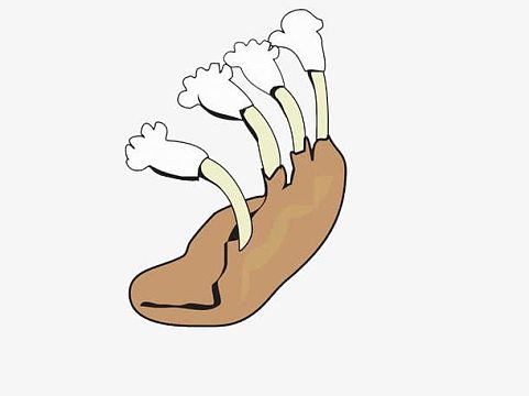 鸡骨头素材_鸡骨头图片元素-觅元素