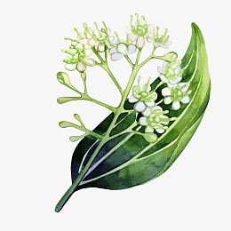 洒下的花椒手绘卡通素材-洒下的花椒png图片下载-觅元素