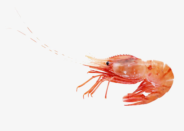 虾蟹素材实物免抠素材免费下载