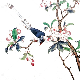 花鸟梅花免费图