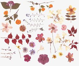 干花叶子花朵