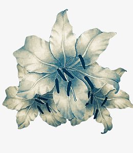 淡蓝色干花