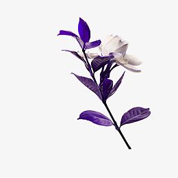 一只干花