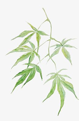 古风树叶素材_古风树叶png图片下载_觅元素
