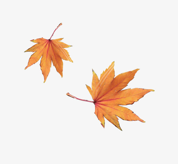两张枫叶免抠素材免费下载_觅元素51yuansu.com