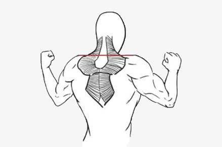 背部肌肉示意图素材免抠