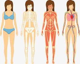 女人插图