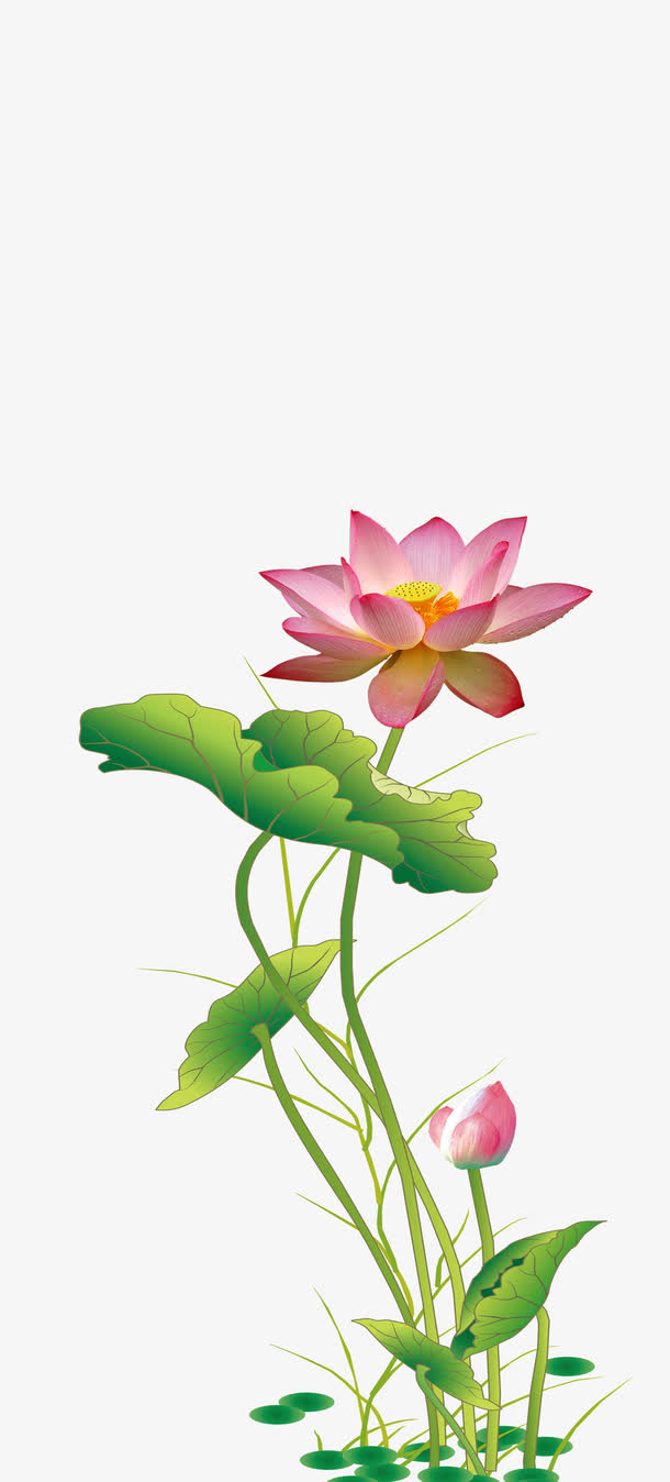 荷花背景免抠素材免费下载_觅元素51yuansu.com