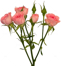 抽象鲜花素材花朵海报背景 粉色