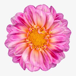 唯美背景图片唯美 粉色花朵