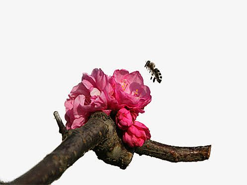枝头的蜜蜂素材图片