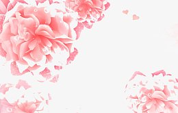 粉色牡丹花背景