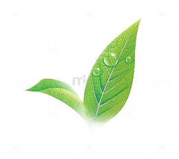 唯美清新树叶茶树叶水滴护肤牙膏