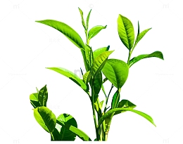 清新绿色茶树