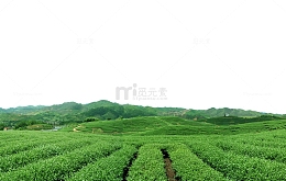 茶山