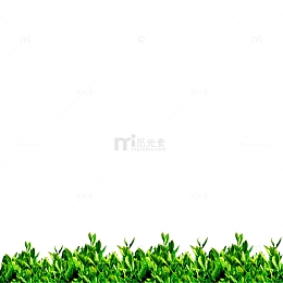 茂盛的茶叶