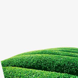 满山的茶叶