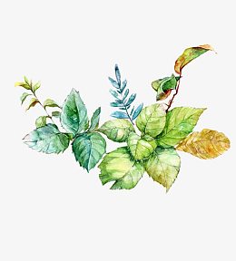 茶树绿叶手绘插画
