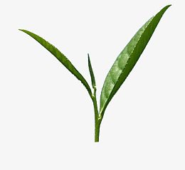 一枚茶叶