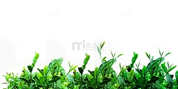 可摘的茶叶