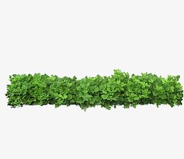 绿色植物小草