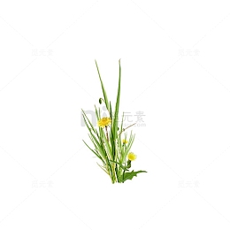 草地草坪绿草