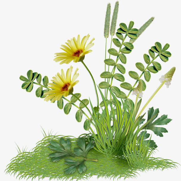 花草素材免费下载_觅元素