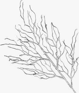 手绘树枝