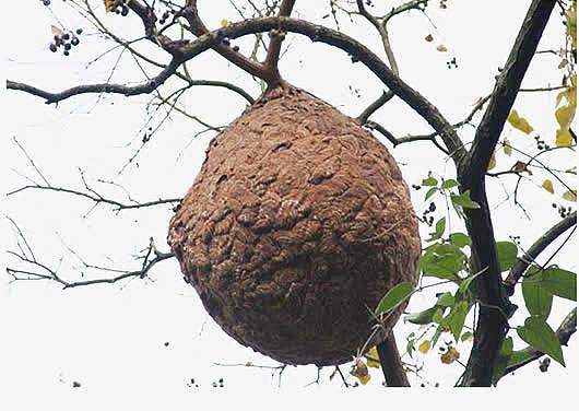 免抠素材蜂巢图片