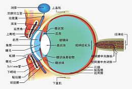 眼睛结构图