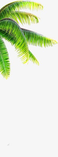 绿色椰树素材