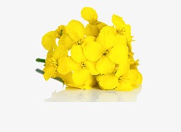 绽放的油菜花