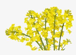 黄色的油菜花