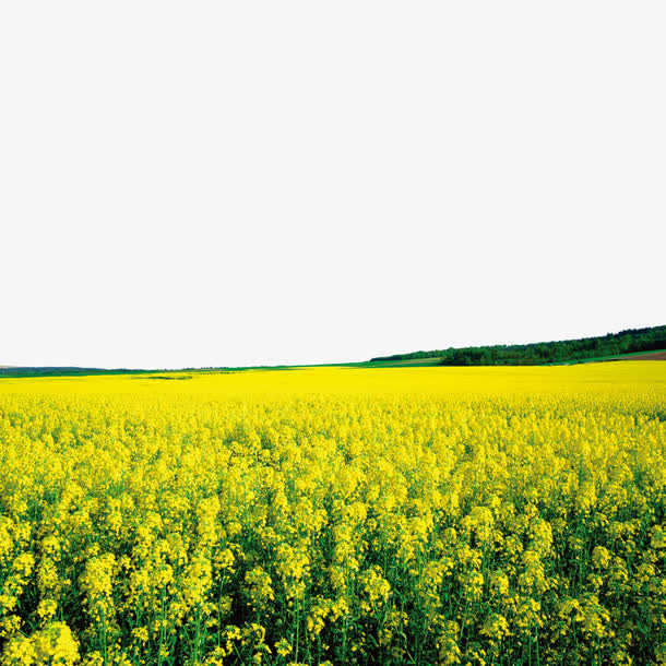 油菜花素材免费下载_觅元素