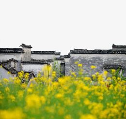 油菜花中黑瓦马头墙徽州建筑