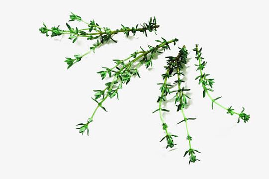 四株百里香植物图片素材