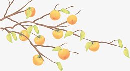 高清摄影手绘橘子树