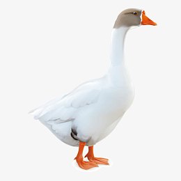 矢量鸡鸭鹅白色逼真大鹅