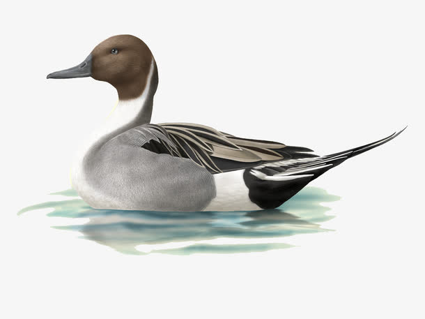 关键词 : 超写实,动物,鸟类,图谱,图鉴,针尾鸭,手绘针尾鸭[声明] 觅