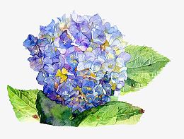 手绘绣球花