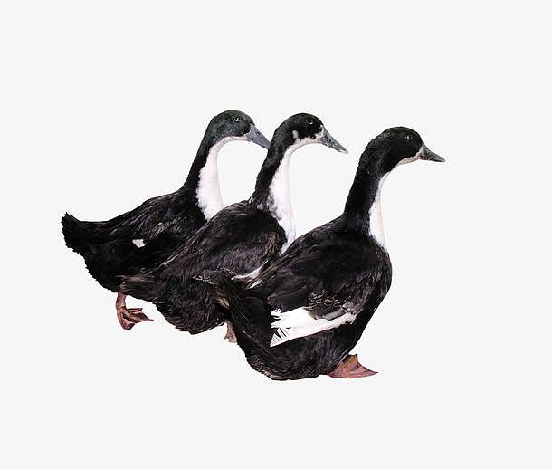 三只黑鸭