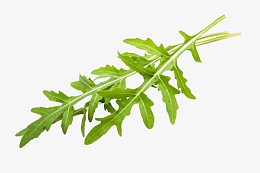 新鲜芝麻菜