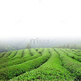 茶园